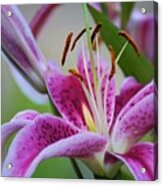 K And D Lilly 2 Acrylic Print