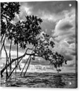 Key Largo Mangroves Acrylic Print