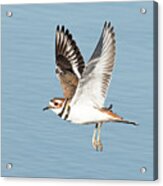 Killdeer On The Wing Acrylic Print