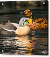 King Eider With His Gal Acrylic Print