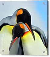 King Penguin Acrylic Print