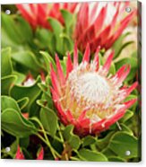 King Protea Flowers Acrylic Print