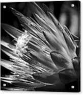 King Protea - Protea Cynaroides - Maui Tropicals Hawaii Acrylic Print