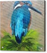 Kingfisher Bird Acrylic Print
