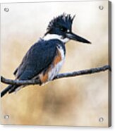 Kingfisher Listens Acrylic Print