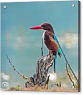 Kingfisher On A Stump Acrylic Print