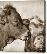 Kiss Mom Texas Longhorn Calf Sepia Acrylic Print