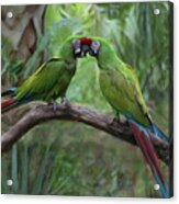 Kissing Macaws Acrylic Print