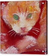 Kitten Acrylic Print