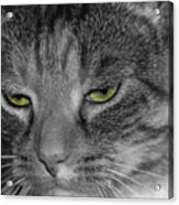 Kitty 1 Acrylic Print