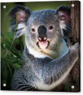 Koala Acrylic Print