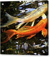 Koi Fish Swim In Synch Acrylic Print
