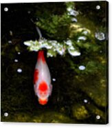 Koi Acrylic Print