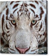 Kowiachobee Animal Preserve - White Bengal Tiger Acrylic Print