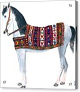 Kurdistan Pony Acrylic Print
