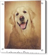 Labrador Retriever Poster Acrylic Print