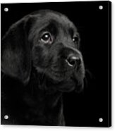 Labrador Retriever Puppy Isolated On Black Background Acrylic Print
