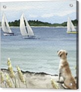 Labrador Retriever Watching The Sailboats Acrylic Print