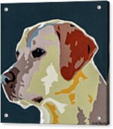 Labrador Acrylic Print