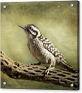 Ladder-backed Woodpecker Acrylic Print