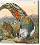 Lady Amherst's Pheasant. Chrysolophus Amherstiae Acrylic Print