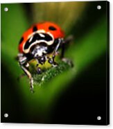 Lady Bug 2 Acrylic Print