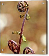 Lady Fern Spirals Acrylic Print