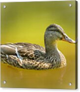 Lady Mallard On The Pond Acrylic Print