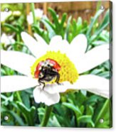 Ladybug And Daisy Flower Acrylic Print