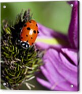Ladybug Delight Acrylic Print