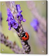 Ladybug On Lavender Acrylic Print