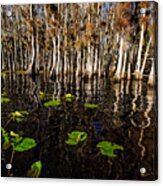 Lake Disston Cypress Cove Acrylic Print