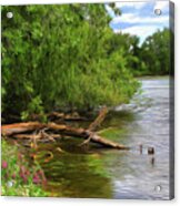 Lakeside Blossoms Acrylic Print