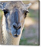 Lama Guanicoe _ 1a Acrylic Print