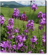 Landscape With Purple Flowers In Virginia Acrylic Print