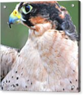 Lanner Falcon Acrylic Print