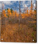 Larch Meadow Gold Acrylic Print