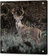 Large Buck Acrylic Print