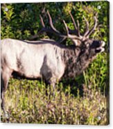 Large Bull Elk Bugling Acrylic Print