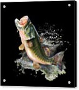 Hungry Fish Acrylic Print