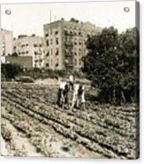 Last Working Farm In Manhattan Acrylic Print