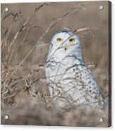 Last Year Of The Snowy Owls... Acrylic Print