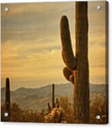 Late Light 0n Saguaro Txt Acrylic Print