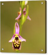Late Spider-orchid Ophrys Fuciflora Acrylic Print