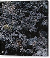 Lava Bed: Plant Growth Acrylic Print