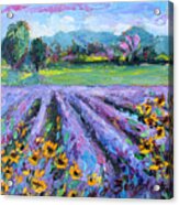 Lavender And Sunflowers In Bloom Acrylic Print