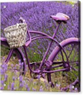 Lavender Bike Acrylic Print