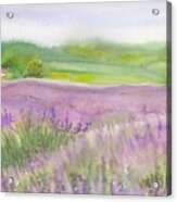 Lavender Field In Italy Acrylic Print