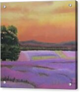 Lavender Fields In A Golden Sunset Acrylic Print