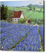 Lavender Hill Acrylic Print